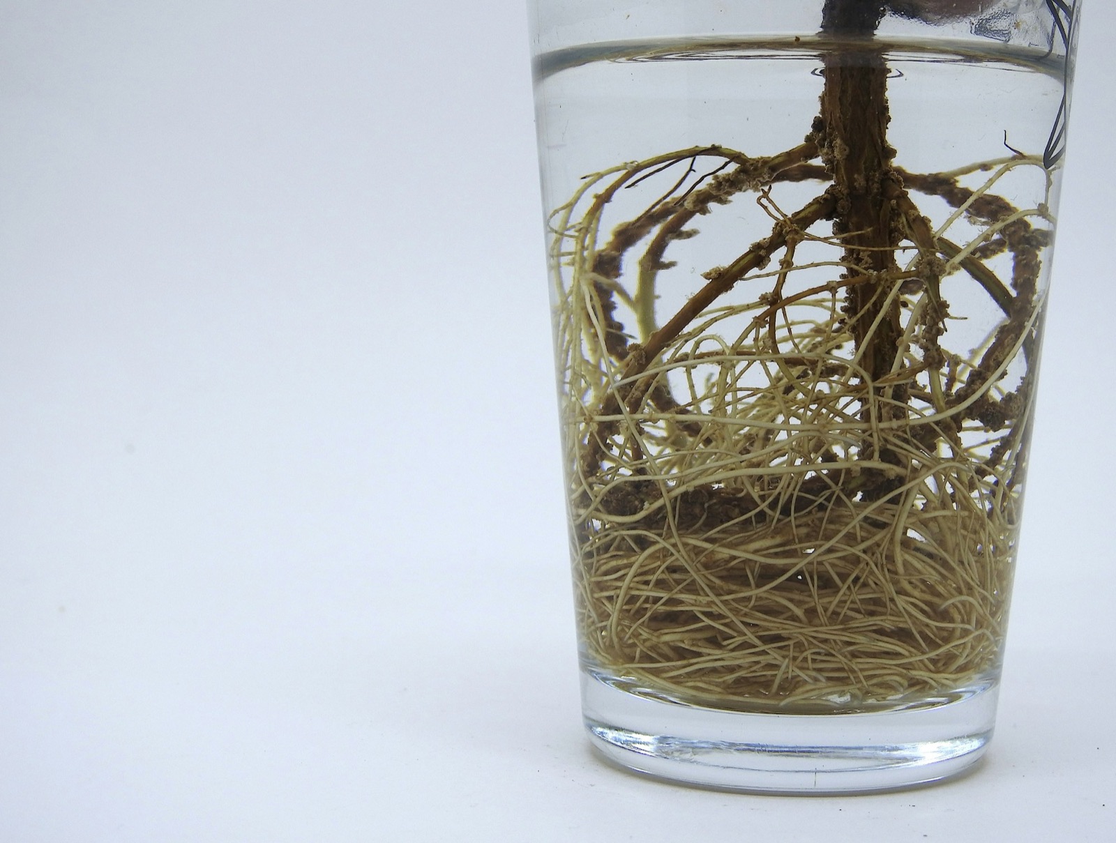 Plant roots growing in a glass of water