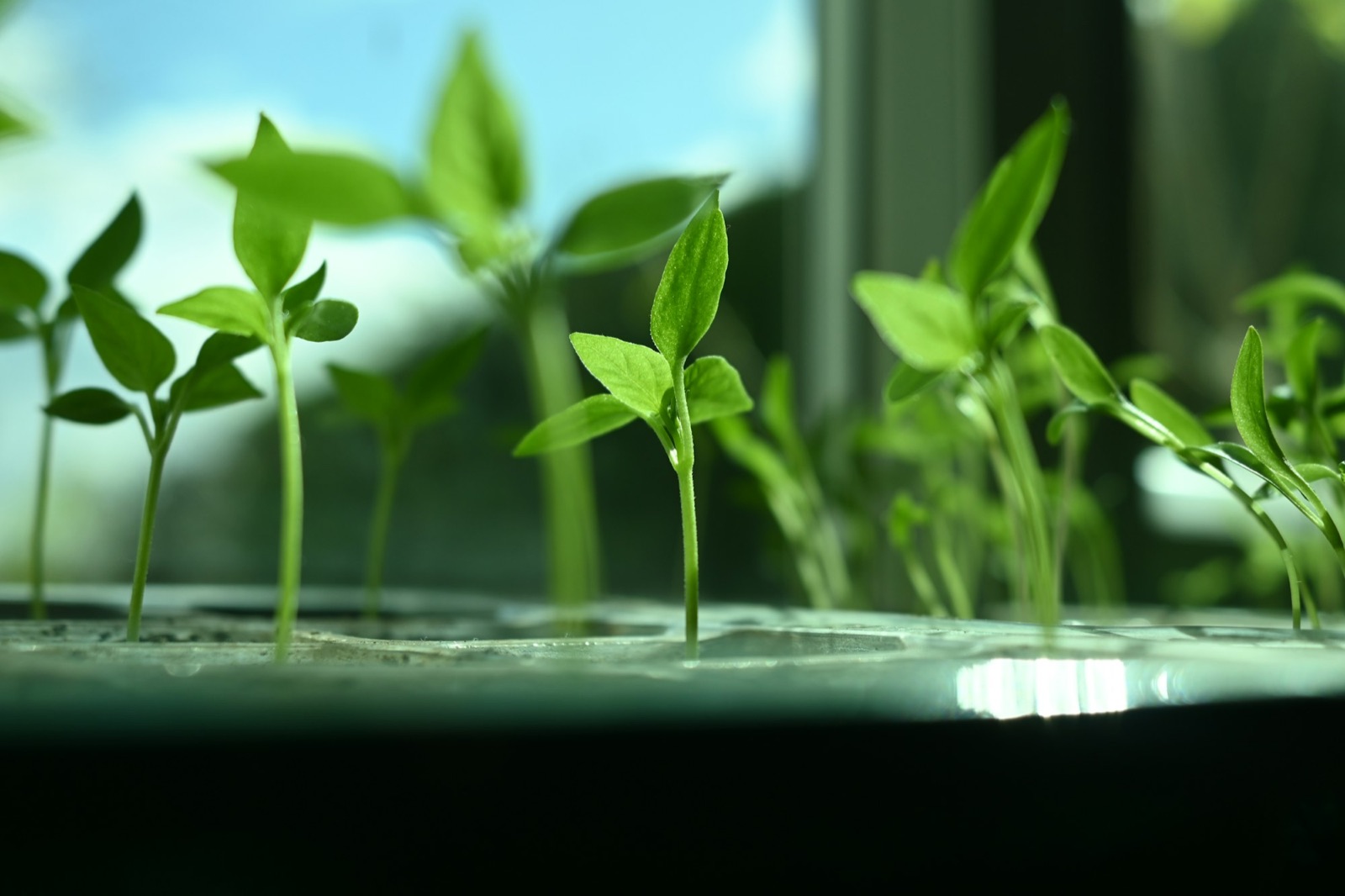 Young seedlings in a tray